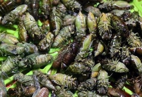 Nhập viện vì ngộ độc do ăn ve sầu